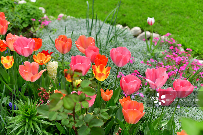 春天的乡村花园，露台上盛开的郁金香，花坛中的花朵和开花的灌木丛图片素材