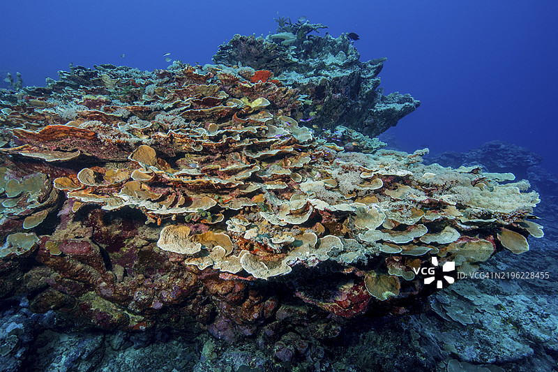 石珊瑚 硬珊瑚 珊瑚(Acropora) 太平洋,雅浦岛,雅浦州,卡罗琳群岛,联邦州,密克罗尼西亚,澳大利亚, 大洋洲图片素材