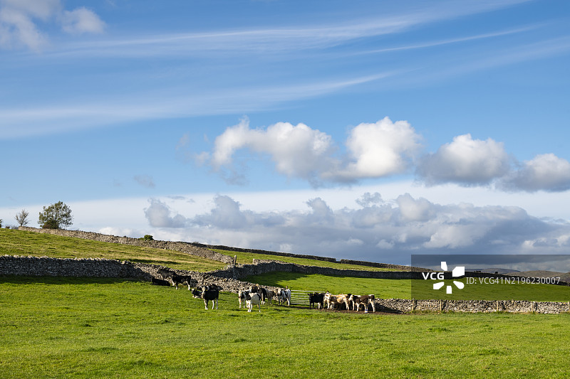 坎德尔，坎布里亚，英格兰附近田野中的一群奶牛图片素材