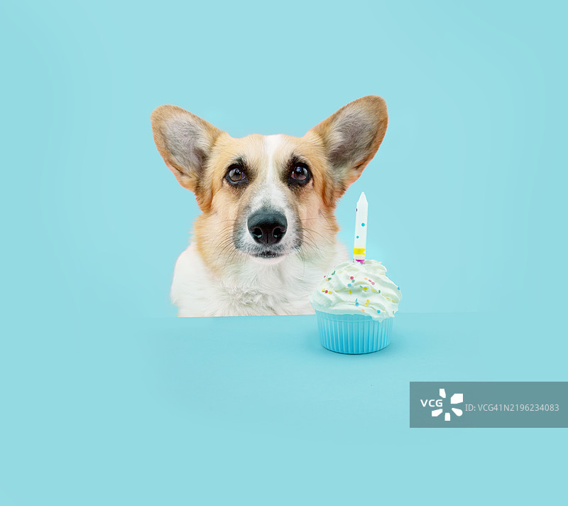 可爱的威尔士柯基犬在蓝色柔和背景下，开心地看着镜头，庆祝生日，旁边有一个杯子蛋糕。图片素材