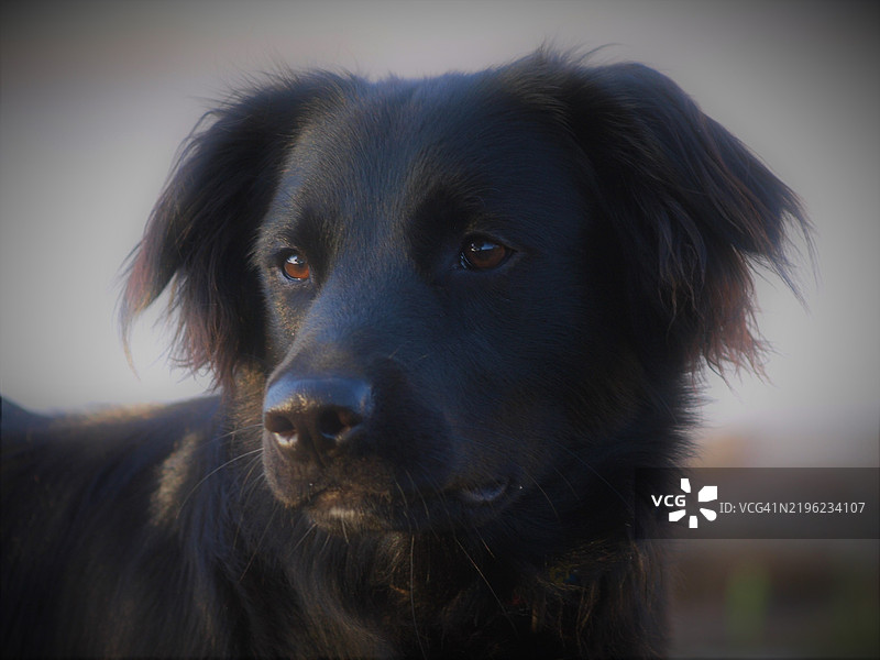 葡萄牙犬的特写肖像图片素材