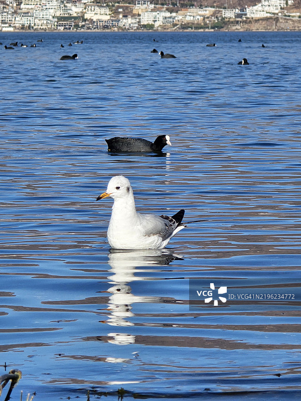 高角度视图的鸟在湖中游泳，中国图片素材