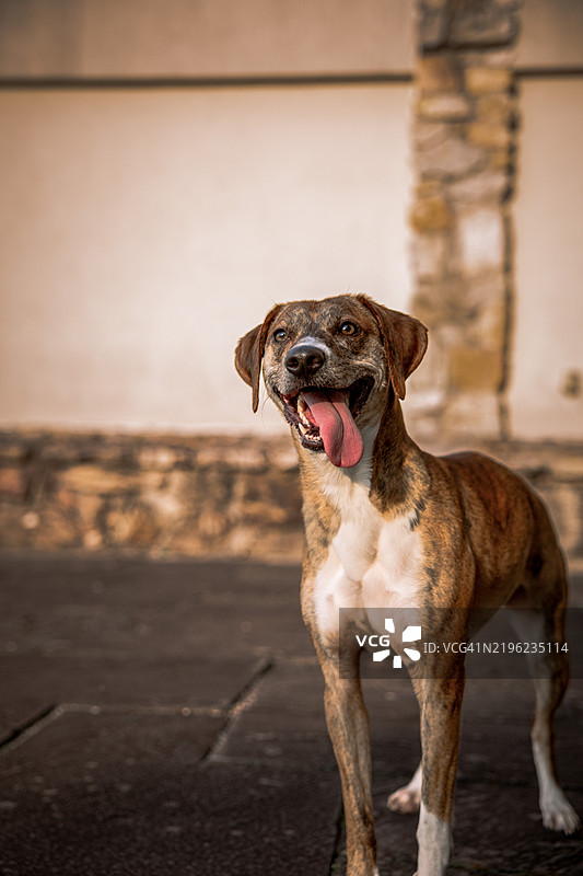 狗在远处凝视，卡莱尔，宾夕法尼亚州，美国图片素材