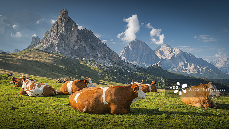 意大利南蒂罗尔多洛米蒂山脉中一片田园诗般的牧场上的奶牛图片素材