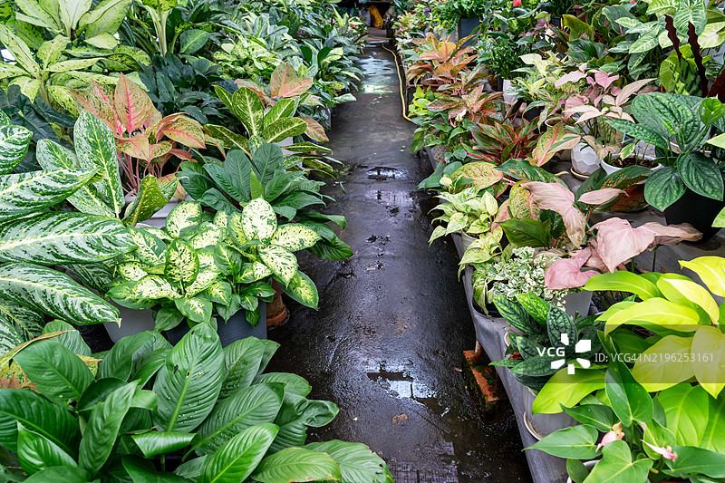 植物苗圃的景观，种植有红掌、菲洛德恩和白掌植物图片素材