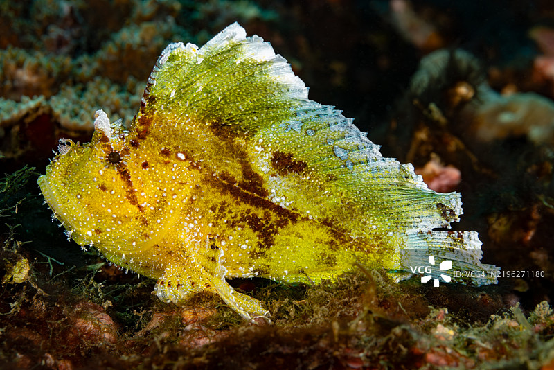 黄叶蝎鱼 Taenianotus triacanthus，印度尼西亚伦贝海峡图片素材
