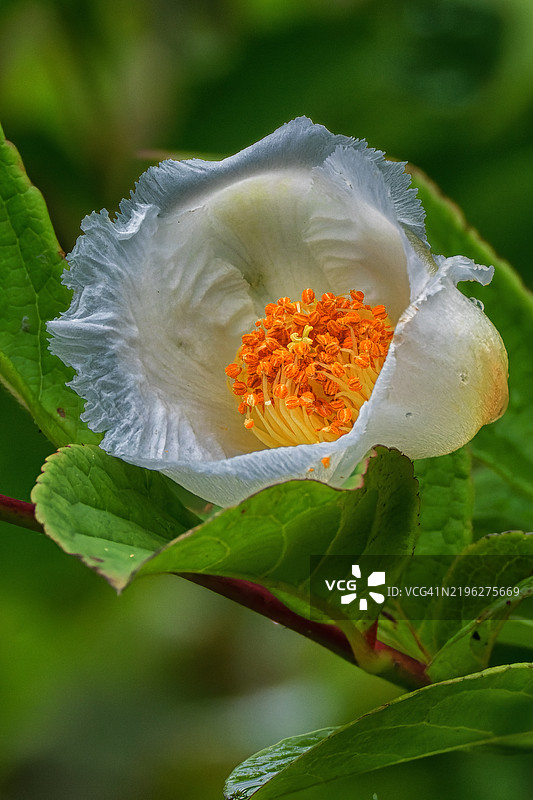 假山茶 (Stewartia pseudocamellia)图片素材