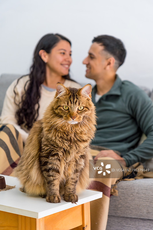 可爱的猫咪坐在桌子上，情侣在沙发上放松。图片素材