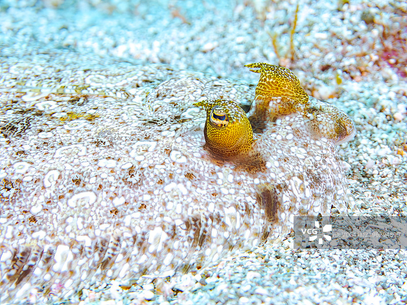 美丽的豹鲽，学名 Bothus pantherinus。静冈县南伊豆伊豆半岛中木的 Hirizohama 海滩 - 2024。图片素材