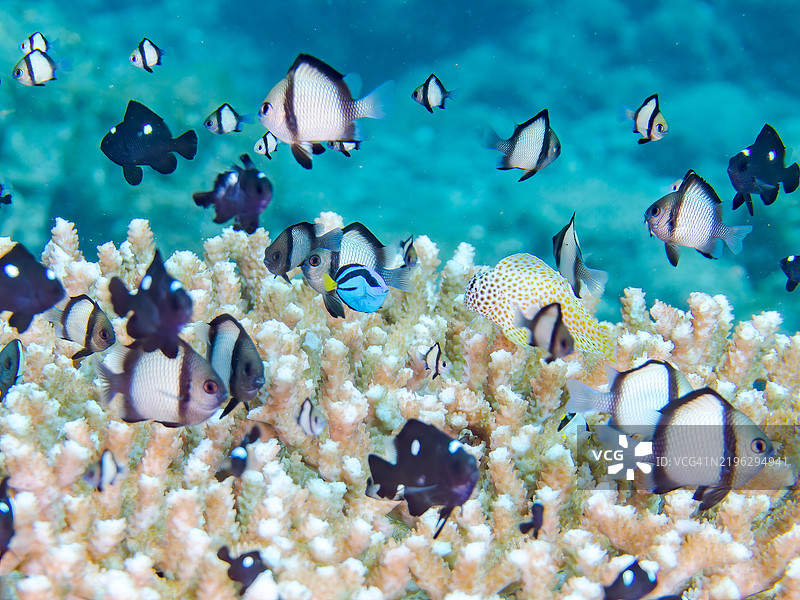 珊瑚跃出水面。美丽的桌状珊瑚和一群可爱的幼年调色刀鱼(Fragtail surgeonfish)、网纹达斯基鲁斯(Dascyllus reticulatus)、三斑达斯基鲁斯(Dascyllus trimaculatus)等。图片素材