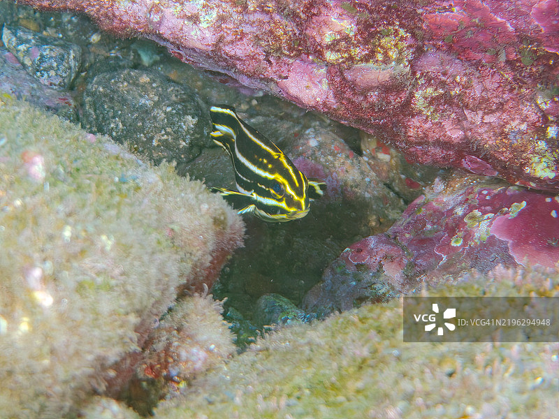 可爱的幼鱼，莱森厚唇鱼（Plectorhinchus lessonii）扭动着身体游动。静冈县伊豆半岛南伊豆中木的平藏滨海滩 - 2024。图片素材