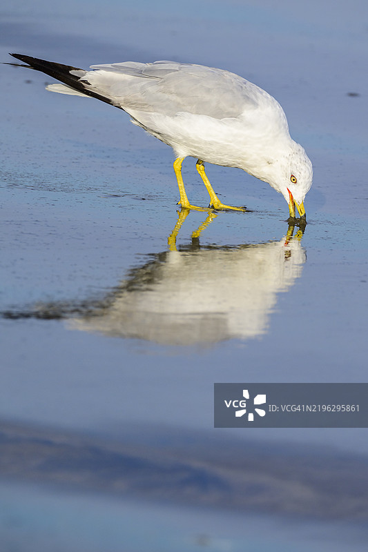 环嘴鸥 (Larus delawarensis)图片素材