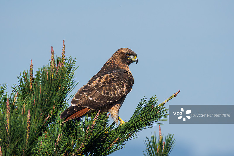 红尾鹰图片素材