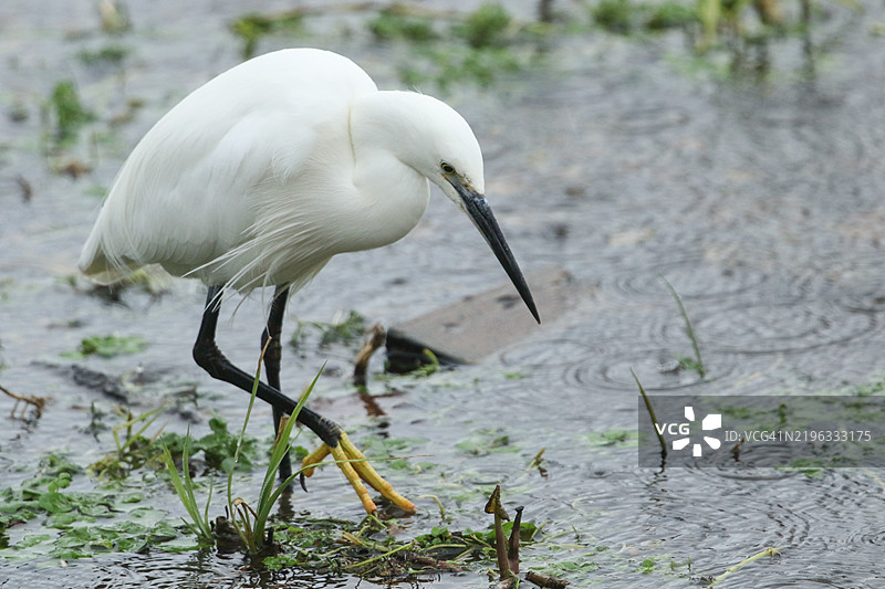一只小白鹭（Egretta garzetta）在暴风雪的冬日里在溪流中觅食。图片素材