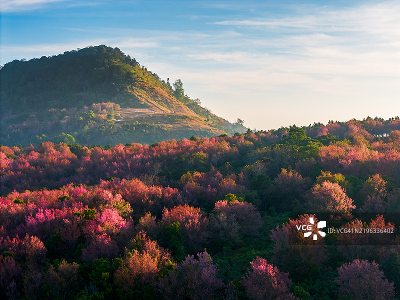 从空中俯瞰泰国洛伊省普隆洛山上盛开的野生喜马拉雅樱花树，也被称为泰国樱花。图片素材