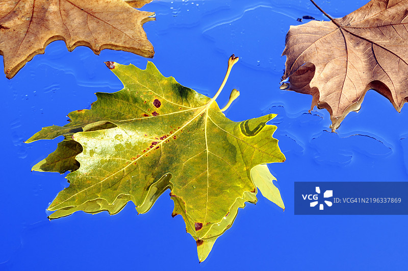 漂浮在水面上的树叶图片素材