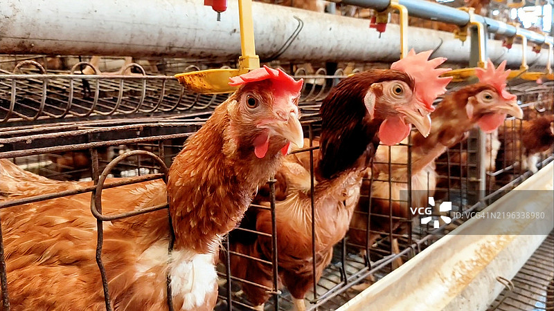 几只棕色母鸡在鸡舍内的特写镜头，重点展示它们的头部和围栏的金属栏杆。该图像捕捉了蛋生产和家禽养殖的本质。图片素材