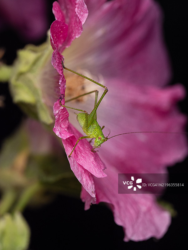 一只绿色的蚱蜢坐在盛开的粉色锦葵花朵里。南方镰刀灶虫，学名Phaneroptera nana。图片素材
