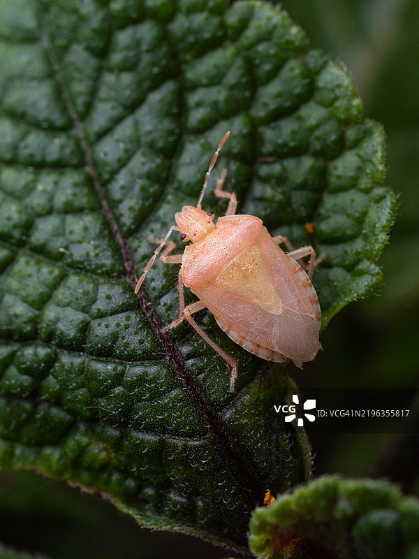 极近距离拍摄的粉色盾虫幼虫在绿色叶子上。黑刺盾虫（Dolycoris baccarum），也称为梅子虫或毛盾虫。图片素材