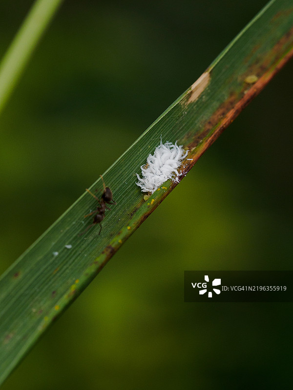 叶子上微小的白色绒毛虫卵的特写。粉虱瓢虫，粉虱捕食者，Cryptolaemus montrouzieri，或Scymnus frontalis。生物防治剂。图片素材