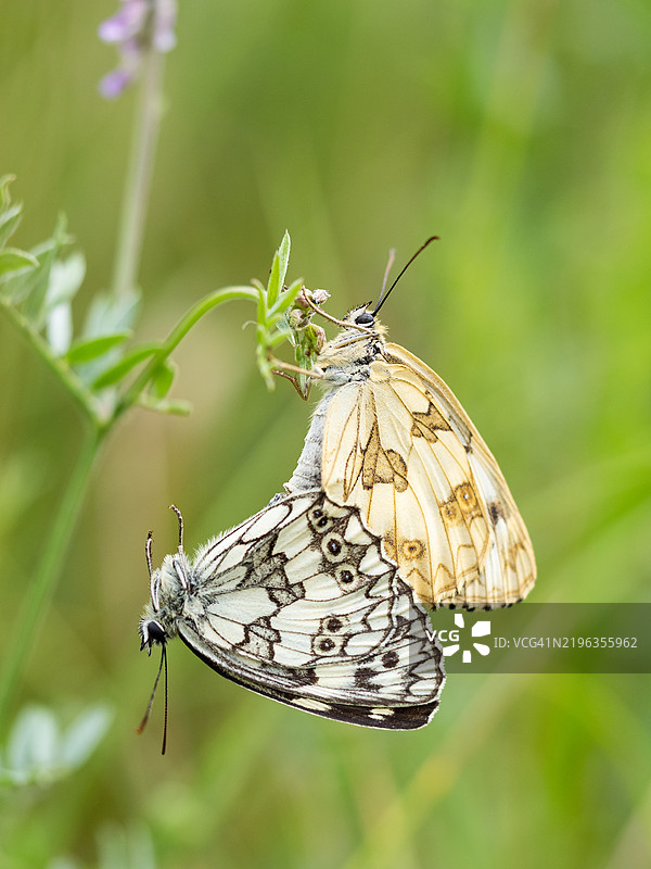 夏季草地上交配的蝴蝶特写。斑纹白蝶（Melanargia galathea）图片素材