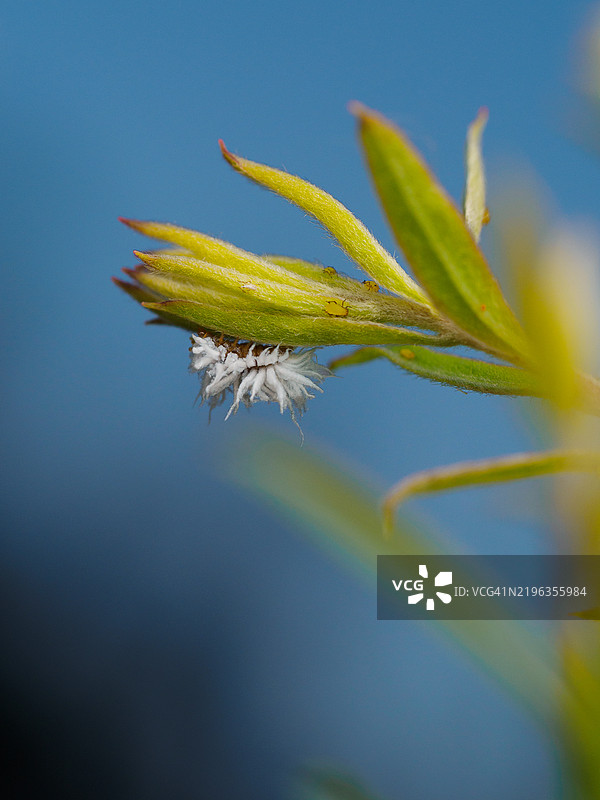叶子上的微小白色绒毛虫卵的特写。粉虱瓢虫，粉虱捕食者，Cryptolaemus montrouzieri，或Scymnus frontalis。生物防治剂。图片素材