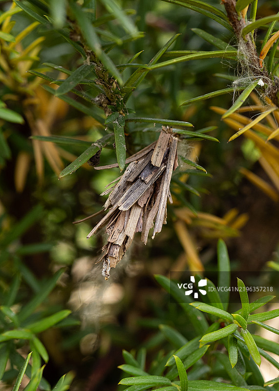 昆虫在绿色植物间用干燥植物材料作为庇护所的特写。毛毛虫袋，来自毛毛虫属（Canephora hirsuta）。图片素材
