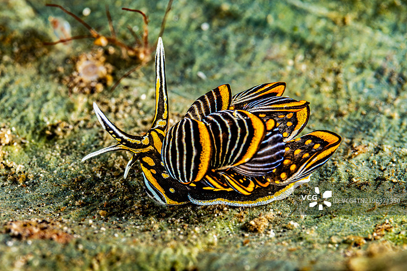 黑色Cyerce海蛞蝓 Cyerce nigra，印度尼西亚伦贝海峡图片素材