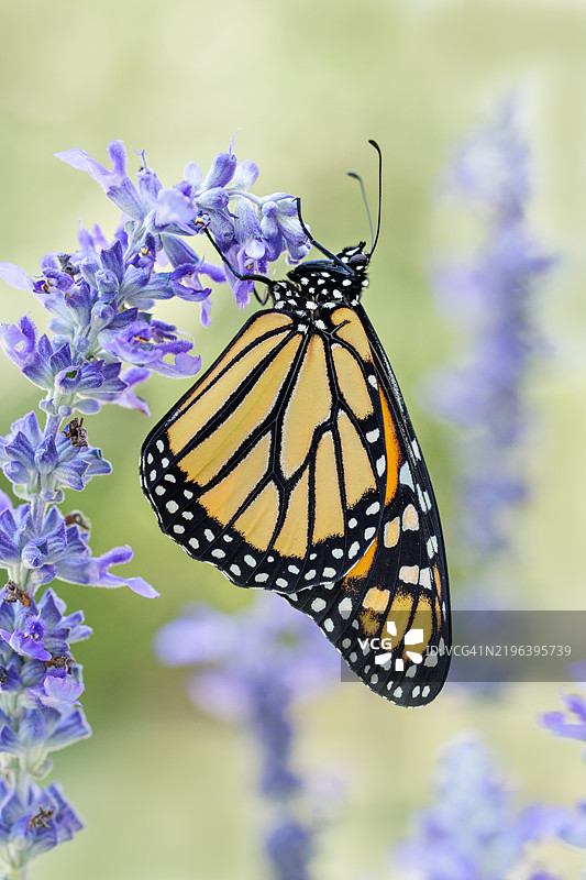 蓝色鼠尾草上的君主蝶图片素材