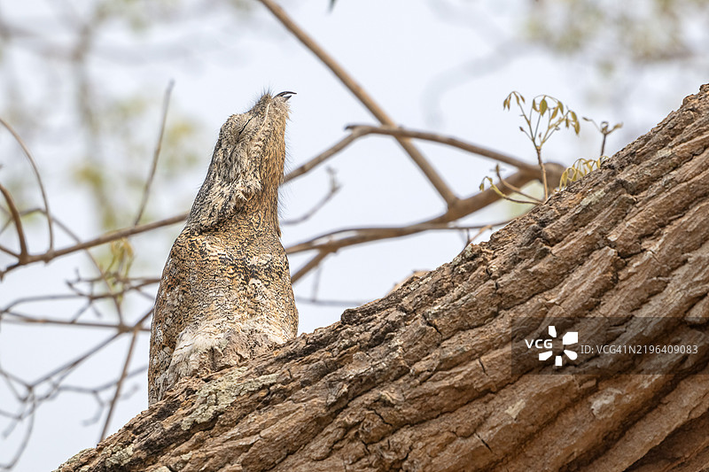 巨型日睡鼠（Nyctibius grandis），潘塔纳尔，内陆，湿地，联合国教科文组织生物圈保护区，世界遗产，湿地生境，马托格罗索，巴西，南美洲图片素材
