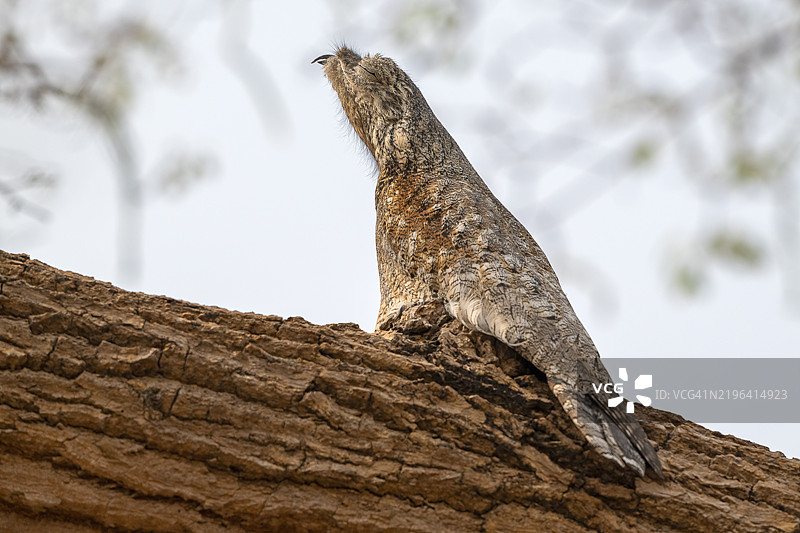 巨型日睡鼠（Nyctibius grandis），潘塔纳尔，内陆，湿地，联合国教科文组织生物圈保护区，世界遗产，湿地生境，马托格罗索，巴西，南美洲图片素材