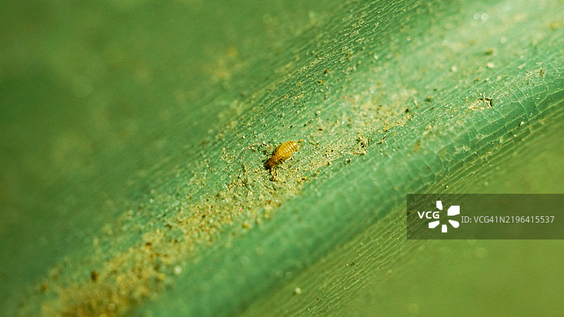 大米篮中的稻跳虫特写照片图片素材