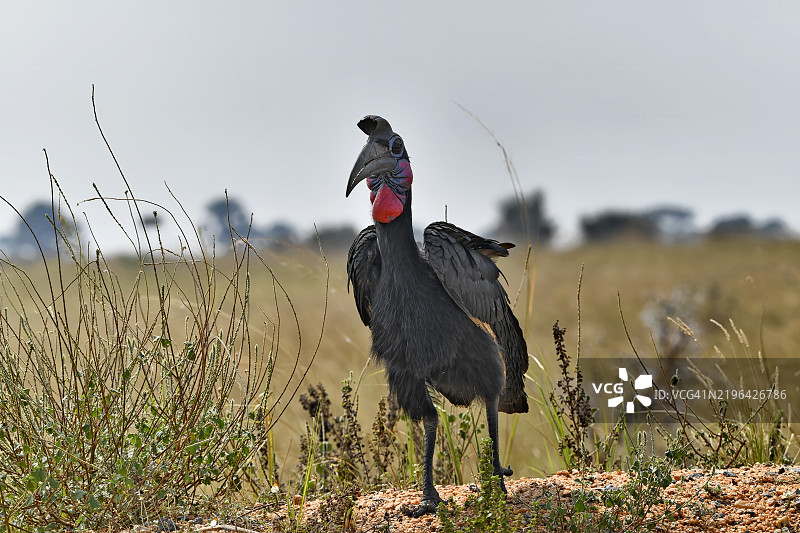 一张脆弱的阿比西尼亚地面犀鸟的肖像照片图片素材