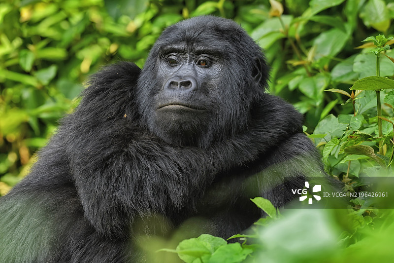乌干达的野生濒危雌性山地大猩猩图片素材