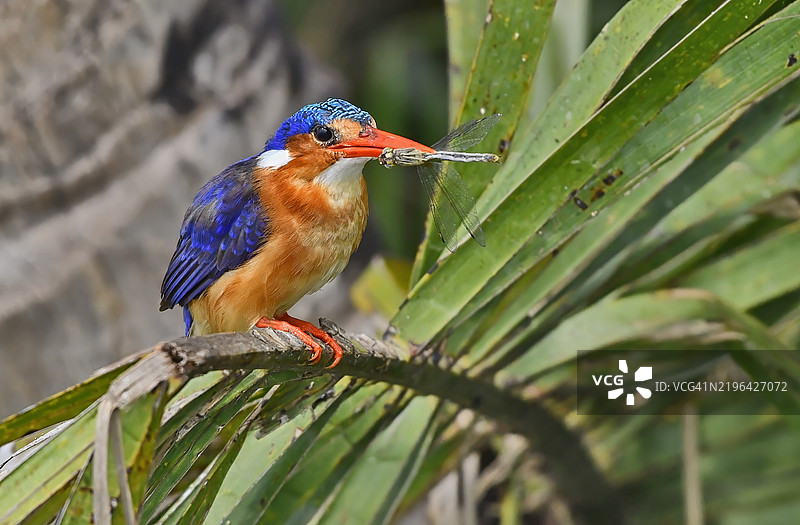 绿孔雀鱼鹰栖息在沼泽中的棕榈叶上，捕获了一只蜻蜓。图片素材