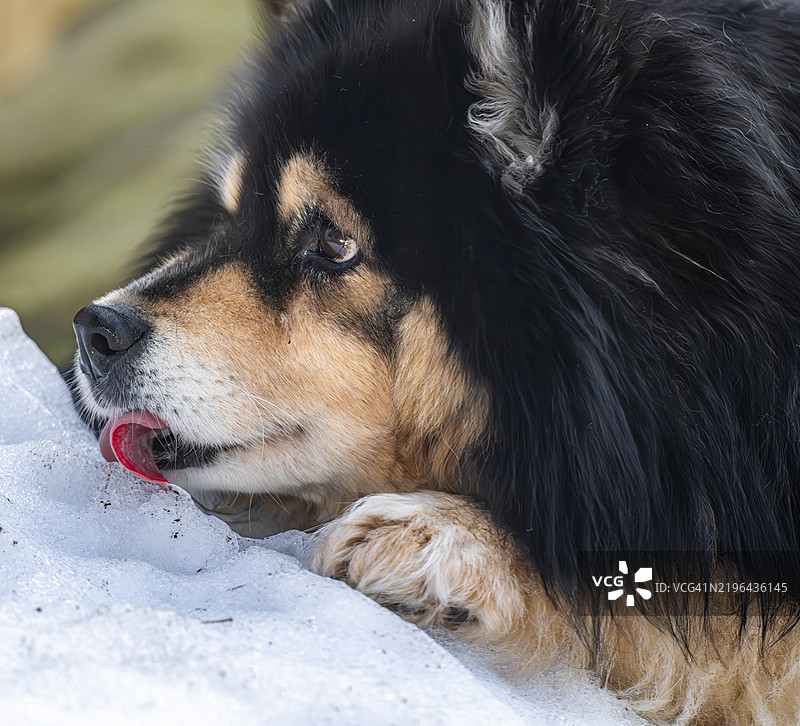 狗正在通过舔冰块来降温。图片素材