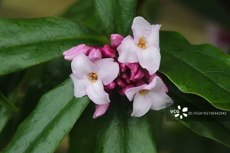 粉色香堇菜花朵和花蕾的特写，英国。图片素材