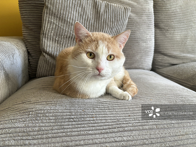 坐在沙发上的猫的肖像，荷兰多德雷赫特图片素材