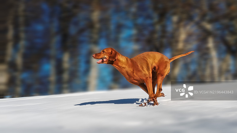 侧面视角的指针犬在雪地上奔跑图片素材