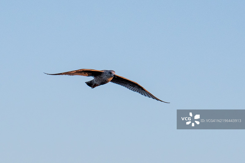 低角度视图的红色猛禽在晴朗的天空中飞翔图片素材