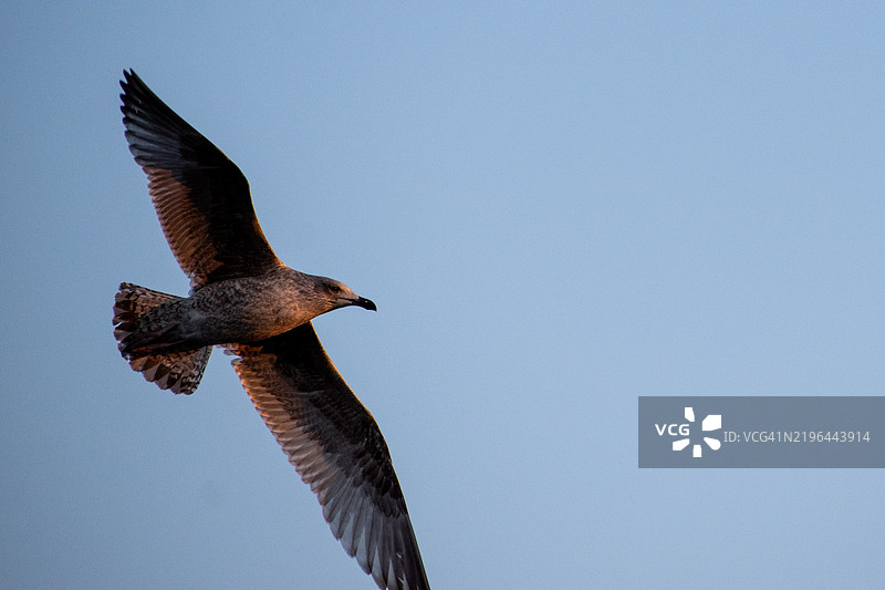 低角度视图的红色猛禽在晴朗的天空中飞翔图片素材
