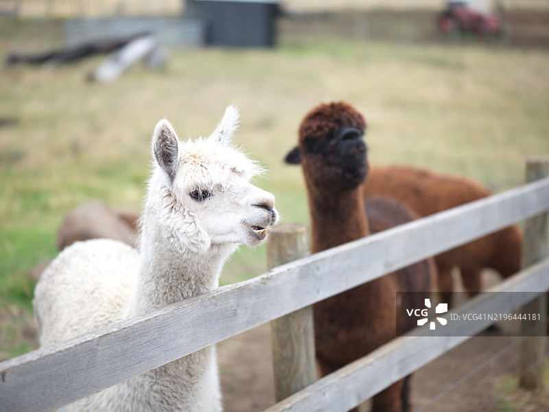 塔斯马尼亚，澳大利亚的羊圈特写图片素材