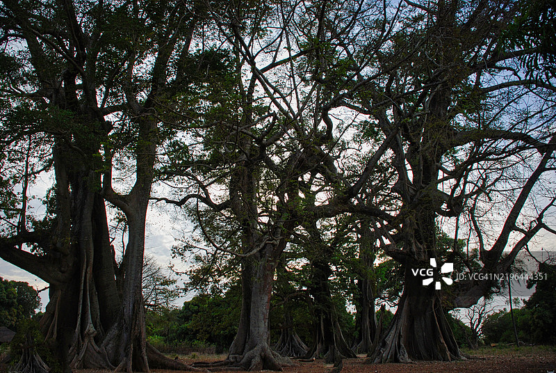森林中的树木图片素材