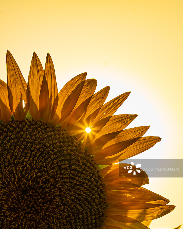 向日葵特写，堪萨斯州，美国图片素材