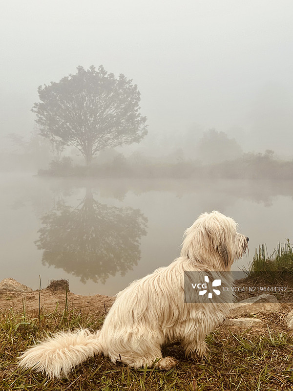 侧面视图的纯种哈瓦那犬站在湖边的草地上，地点：哥伦比亚安蒂奥基亚省里昂内格罗。图片素材