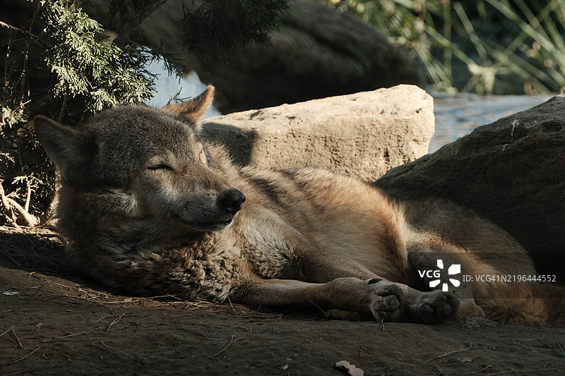 躺在田野上的鬣狗特写图片素材