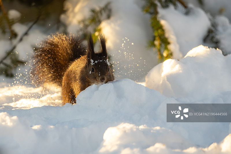 雪地上的松鼠特写图片素材
