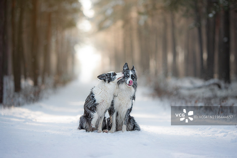 纯种澳大利亚牧羊犬坐在覆盖着雪的田野上图片素材