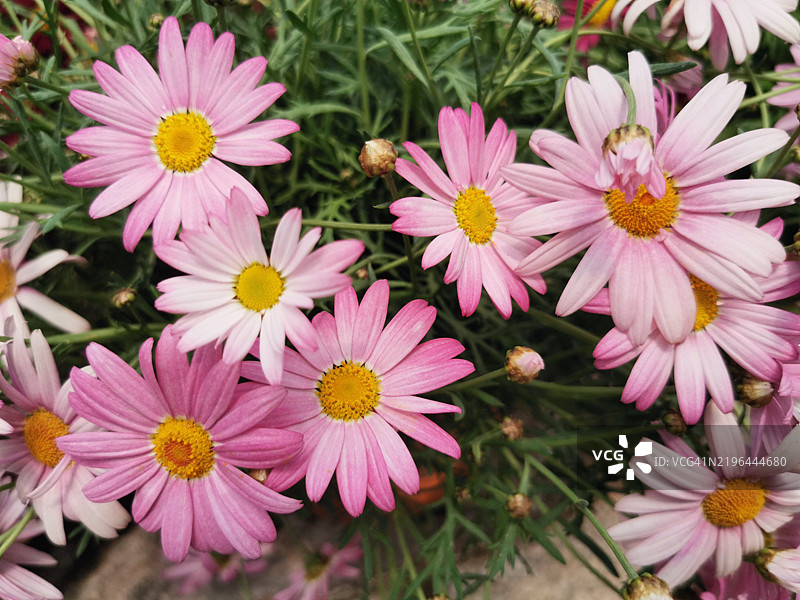 粉色花朵的特写镜头图片素材