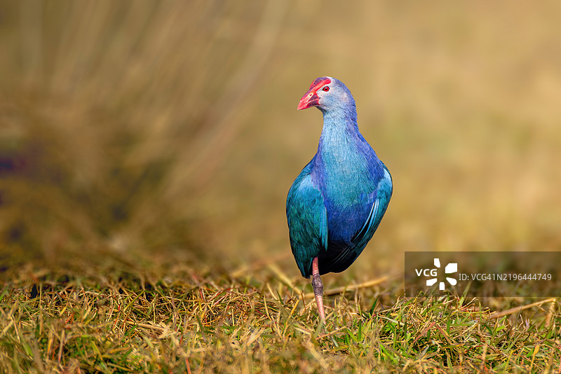田野上栖息的秧鸡特写镜头图片素材